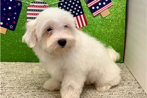 Lucas - Havanese for sale