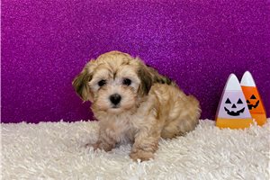 Artemis - Havanese for sale