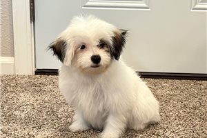 Greta - Havanese for sale