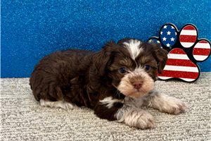 Sienna - Havanese for sale