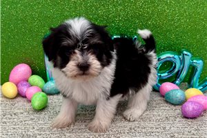 Gina - Havanese for sale