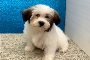 Gabriella - Havanese for sale