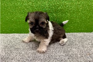October - Havanese for sale