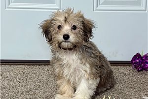 Vivian - Havanese for sale