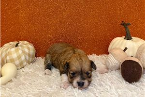 Erica - puppy for sale