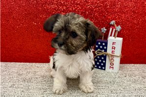 Brianna - Havanese for sale
