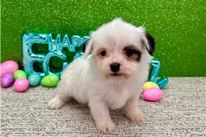 Greta - Havanese for sale