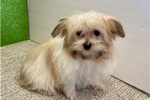 Ivana - Havanese for sale