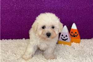 Apple - Havanese for sale