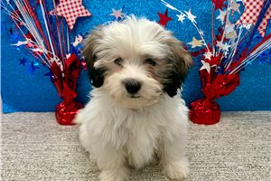 Gabriella - Havanese for sale