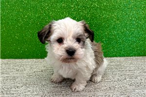Leah - Havanese for sale