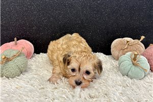 Artemis - puppy for sale