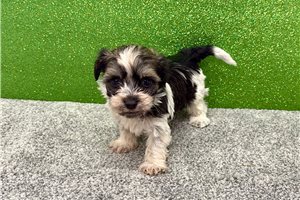 Oreo - puppy for sale