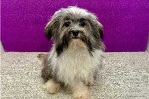 Carter - Havanese for sale