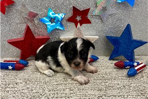 Summer - puppy for sale