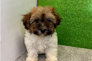 Violet - Havanese for sale