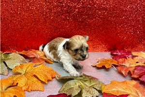 Teagan - Havanese for sale