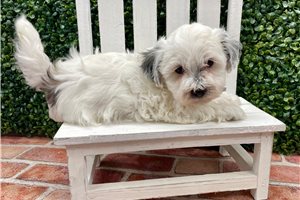 Nikau - puppy for sale