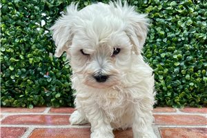 Nigel - puppy for sale