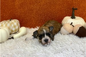 Emily - Havanese for sale