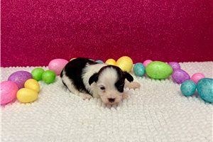 Griffin - puppy for sale