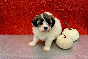 Raphael - puppy for sale