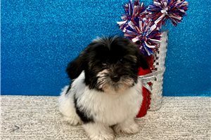 Lucy - Havanese for sale