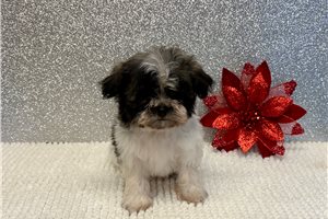 Charlotte - puppy for sale