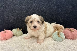 Allison - puppy for sale