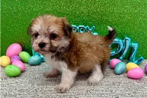 Genesis - Havanese for sale
