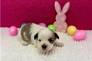 Leah - puppy for sale