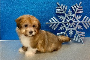 Thiago - Havanese for sale