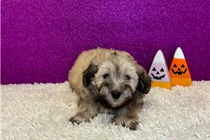 Amos - Havanese for sale