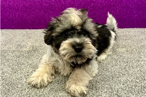 Oreo - Havanese for sale
