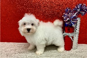 Lucas - Havanese for sale