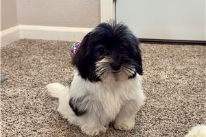 Lucy - Havanese for sale
