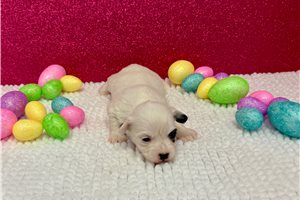 Greta - puppy for sale