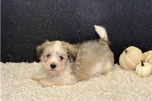 Gohan - puppy for sale