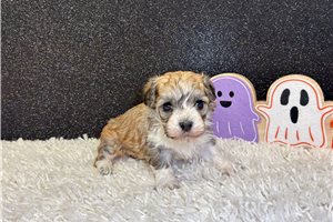 Emily - Havanese for sale
