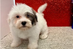 Luna - Havanese for sale