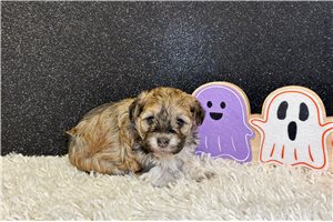 Esme - Havanese for sale