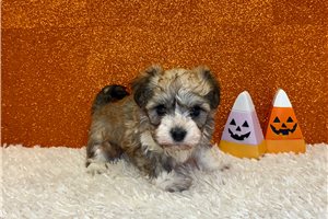 Emily - Havanese for sale