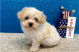 Jago - Havanese for sale