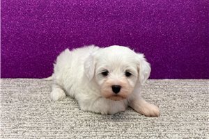 Lily - Havanese for sale