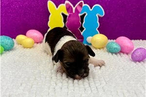 Brianna - puppy for sale