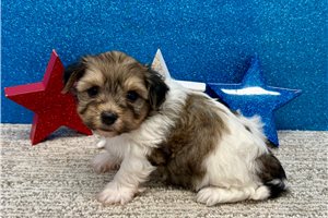 Jane - Havanese for sale