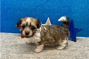 Janelle - Havanese for sale