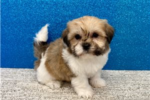 Beau - Havanese for sale