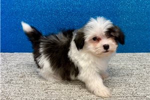 Griffin - Havanese for sale