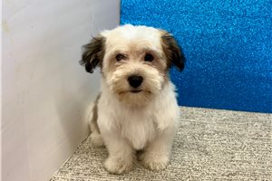 Leah - Havanese for sale